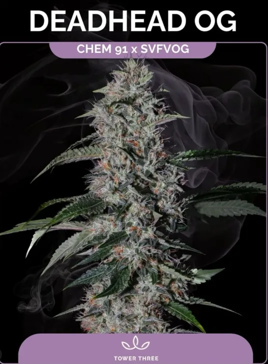New Cultivar Deadhead OG