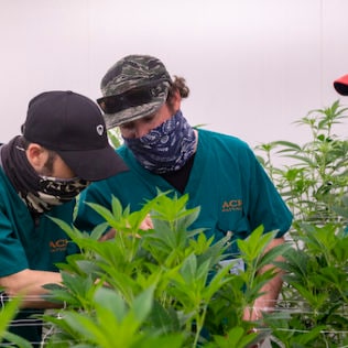 Nantucket cannabis dispensary
