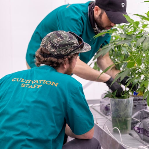 Cannabis Marijuana