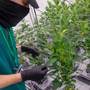 Cannabis Marijuana