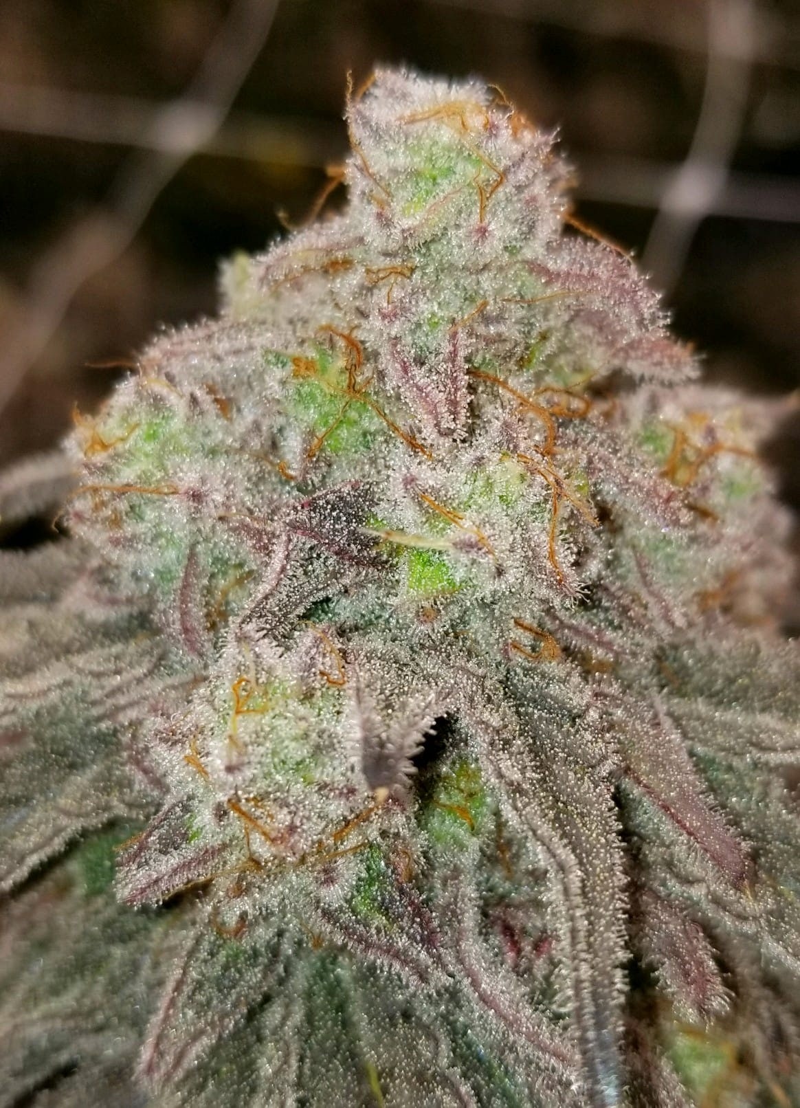 Mac 1 Miracle Alien Cookies