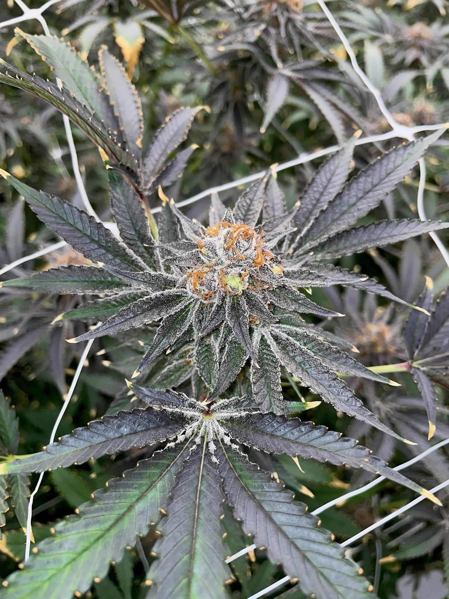 False Teeth cannabis flower at ACK Natural