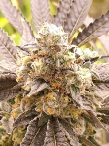 Horchata Cannabis Strain hybrid