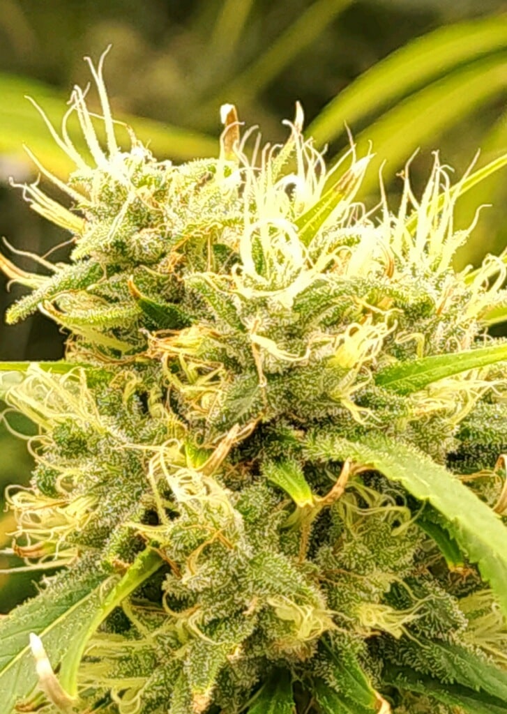 Midnight Mass cannabis flower at ACK Natural
