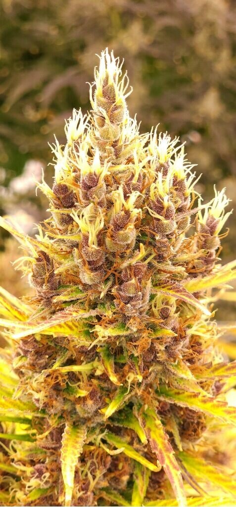 Super Silver Unicorn Haze cannabis flower at ACK Natural