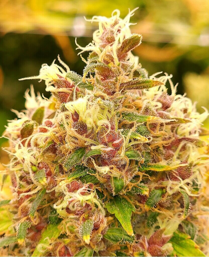 Wookie cannabis flower at ACK Natural