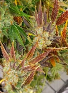Weed Nantucket