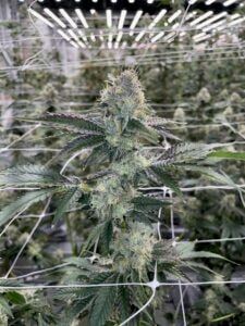 Indica Nantucket