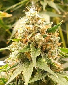 Bubblegum Kush