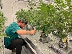 Massachusetts legalized recreational marijuana
