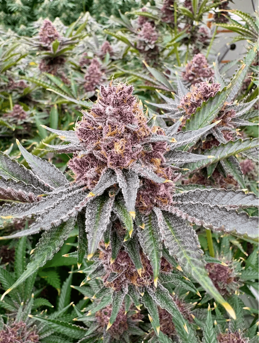 Tropical Cherry