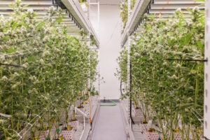 Nantucket Locally Grown Cannabis Locally Owned